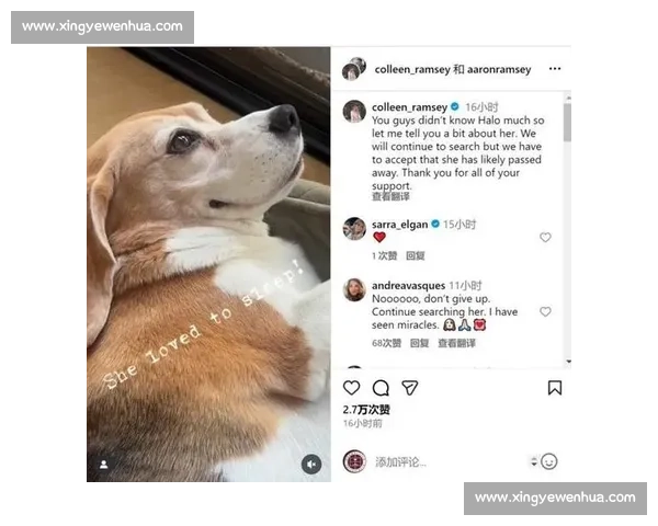 拉姆塞悬赏万美金寻犬 Halo,三周搜寻仍盼归期 拉姆塞悬赏万美金寻犬 Halo,三周搜寻仍盼归期