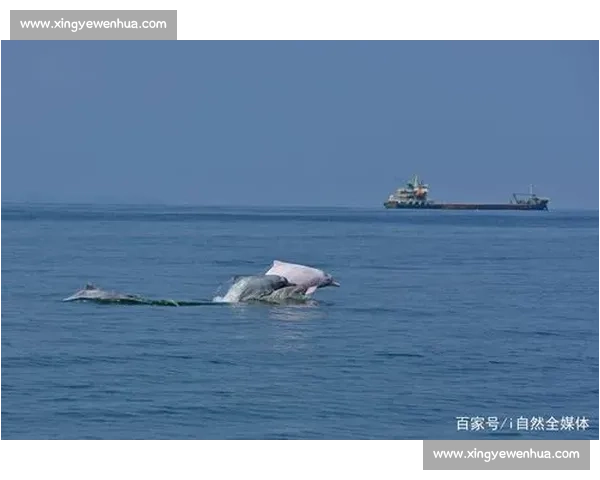 海焰之灵亮相!白海豚跃浪燃动湾区全运激情 海焰之灵亮相!白海豚跃浪燃动湾区全运激情